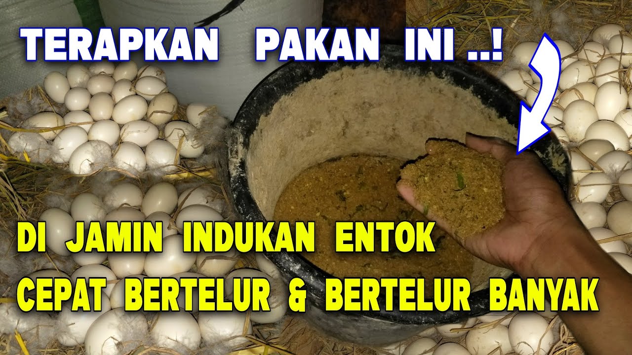 Terapkan Pakan ini..! Di jamin Indukan Entok Cepat Bertelur Dan Bertelur Banyak