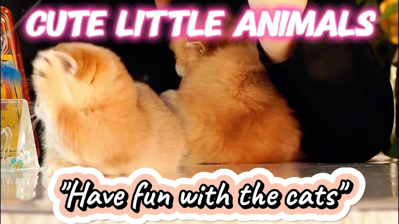 cute little animals | 