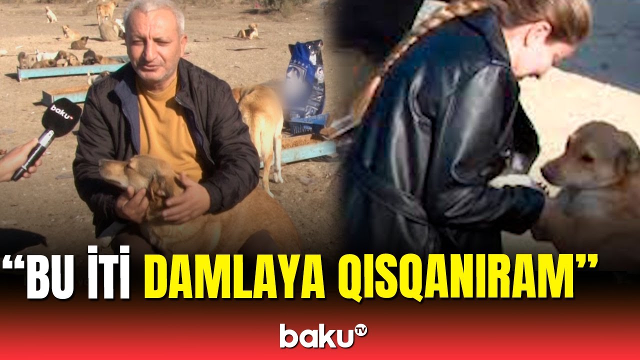 Xəstə heyvanlara kömək edən, 600 iti olan Sumqayıt sakini
