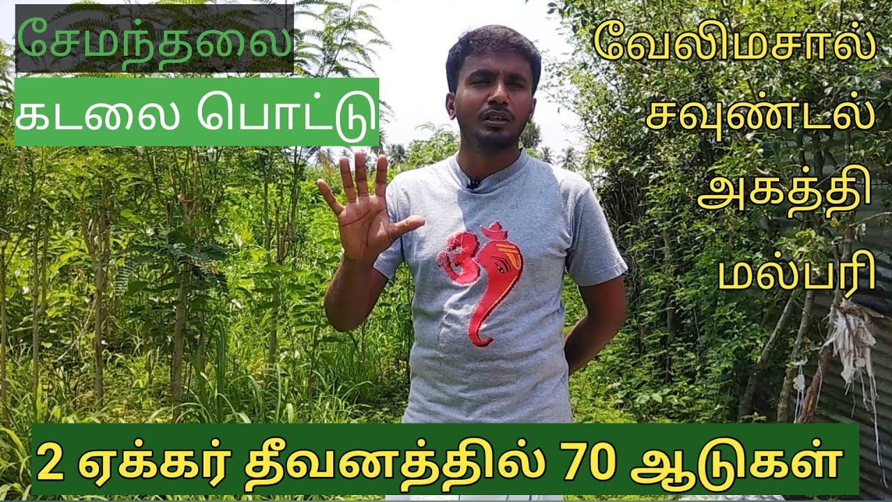 பரண்மேல் ஆடுவளர்ப்பிற்கான தீவன மேலாண்மை - 2 ஏக்கர் = 70 ஆடுகள்