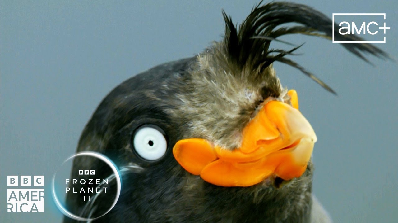 The Most Stylish Bird in the North Pacific | Frozen Planet II | BBC America