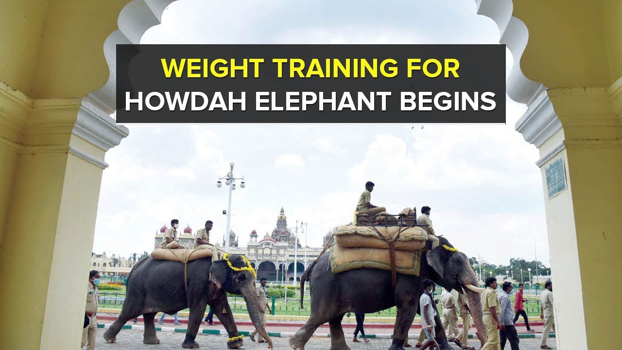 Weight training for Howdah elephant Abhimanyu begins inside the Mysore Palace premises