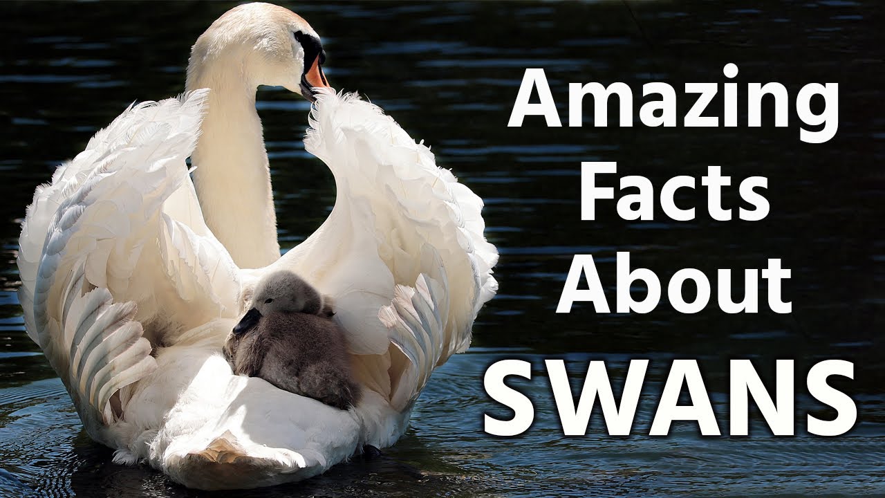 Amazing Facts About Swans | The Animal Explorer