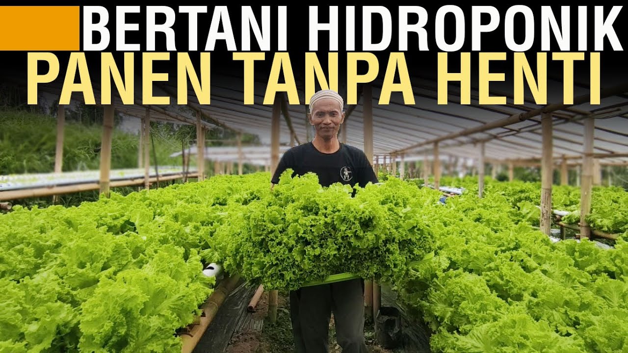 BERTANI SELADA HIDROPONIK: MINIM OPERASIONAL, PANEN TIAP HARI