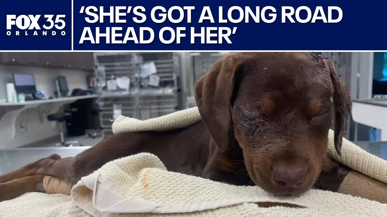 Abused Florida puppy 'Sweetpea' to undergo surgery; $10K raised for her treatment