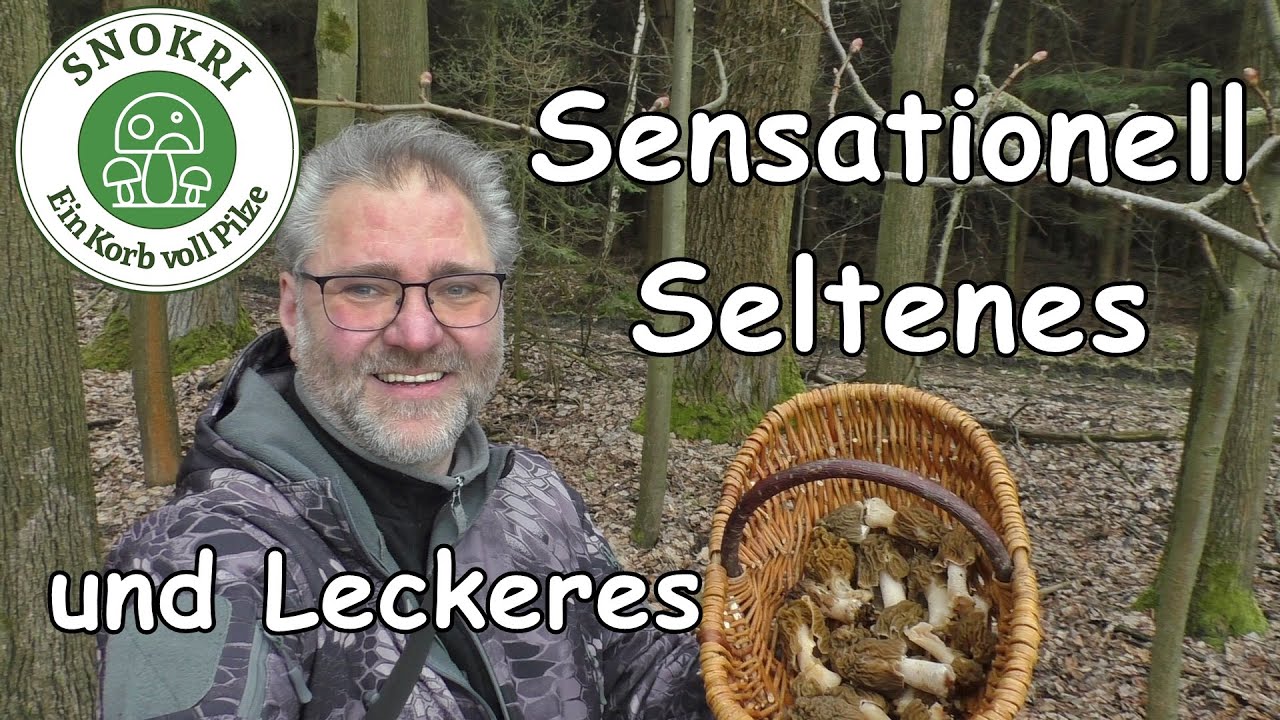 Pilze - Seltenes und Leckeres - sensationelle Funde im April