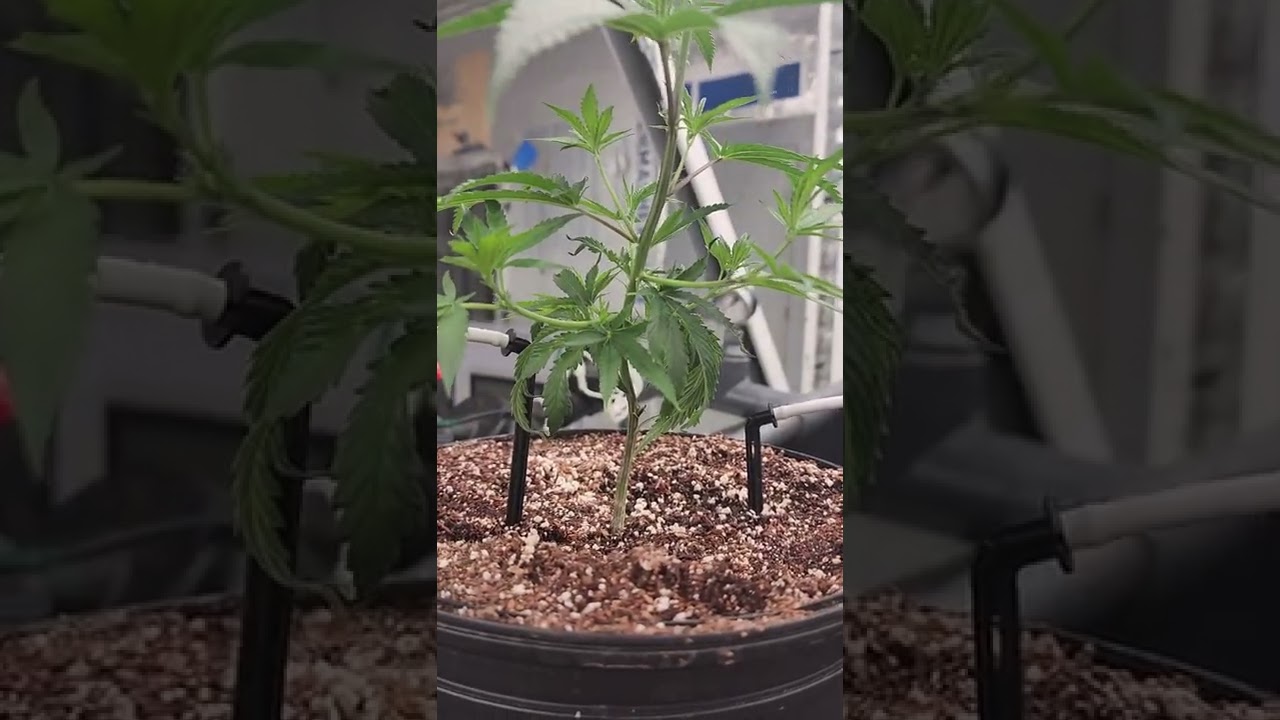 How to see HlVd (Hops Latent Viroid). See it in your garden. Two tell tale signs!