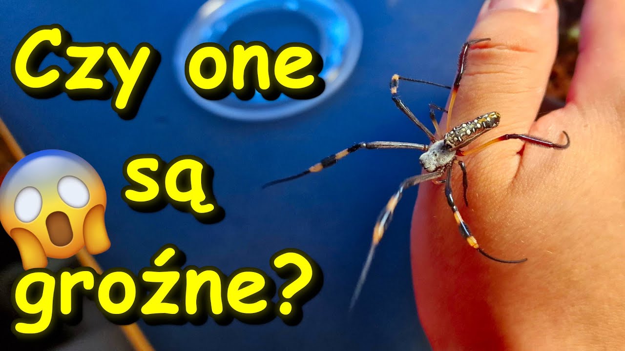 Czy te pająki są tak groźne na jakie wyglądają?? Trichonephila sp.