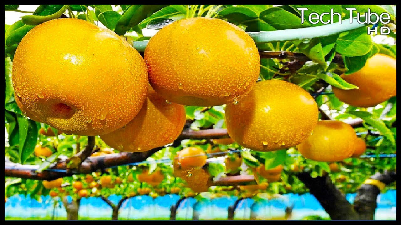 Modern Pear Farming And Harvesting | Next Level Agriculture Technology
