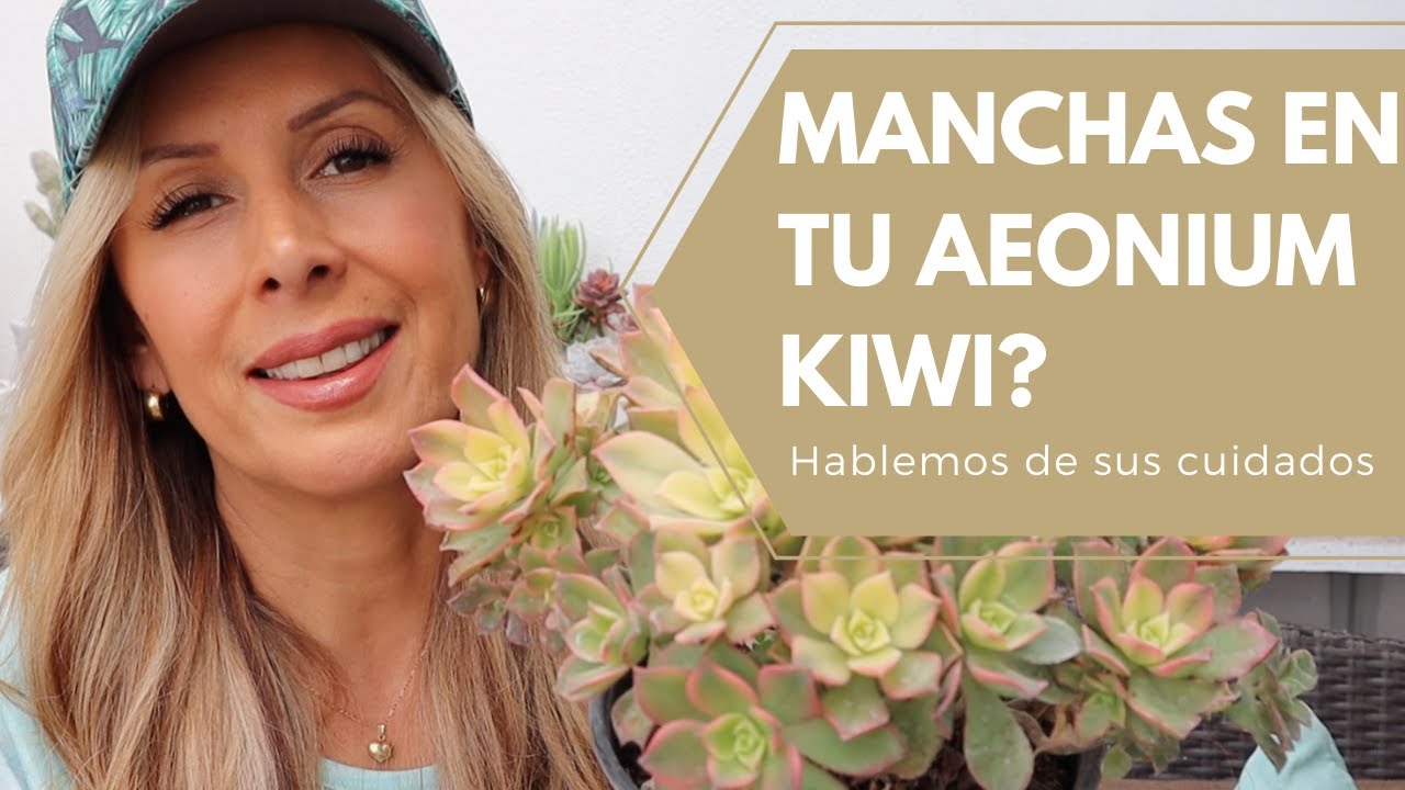 Hablando de Aeonium Kiwi, cuidados, manchas y el sol