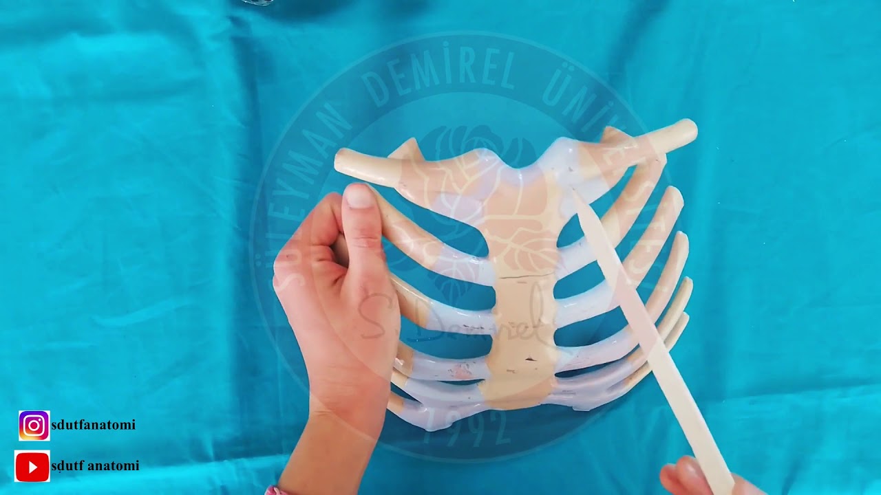 Articulatio Sternoclavicularis ve Articulatio Acromioclavicularis