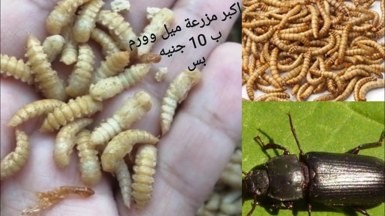 طريقة عمل مزرعة كبيرة ومشروع ضخم ودخل أكبر من دود الميل وورم في مدة قصيرة وبأقل التكاليف