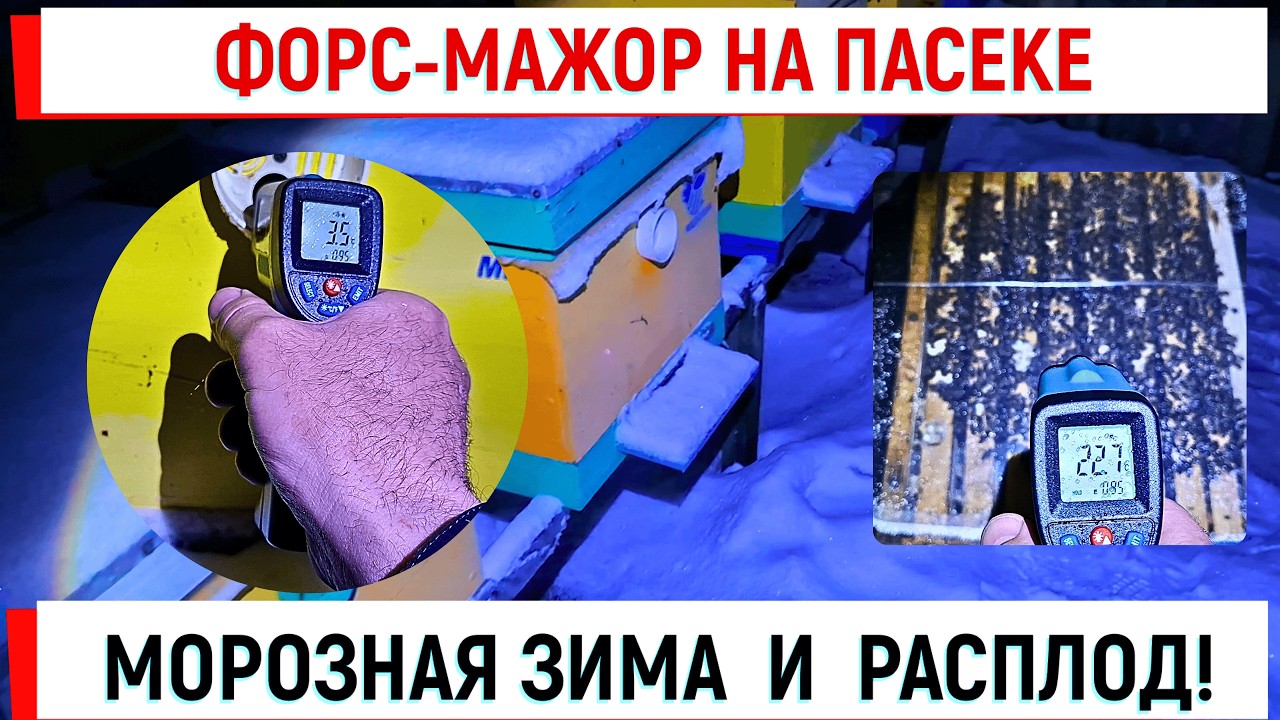 Форс мажор на пасеке!  Морозная зима и расплод!
