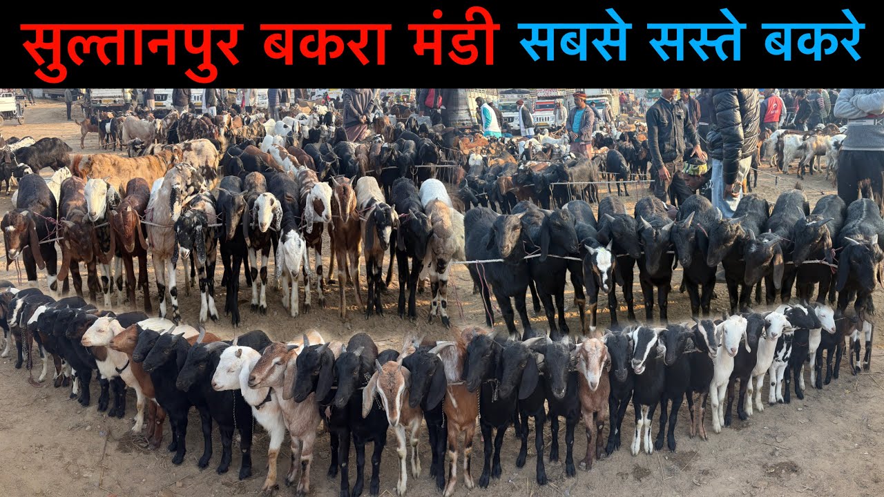 सबसे सस्ते बकरे 14/02/26 सुल्तानपुर बकरा मंडी उत्तर प्रदेश | Sultanpur Goat Market UP | Ziya Vlogs 
