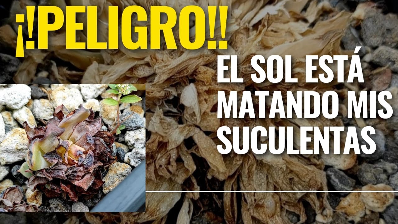 EL SOL ESTA MATANDO MIS SUCULENTAS/ QUE HACER CON EL EXCESO DE CALOR