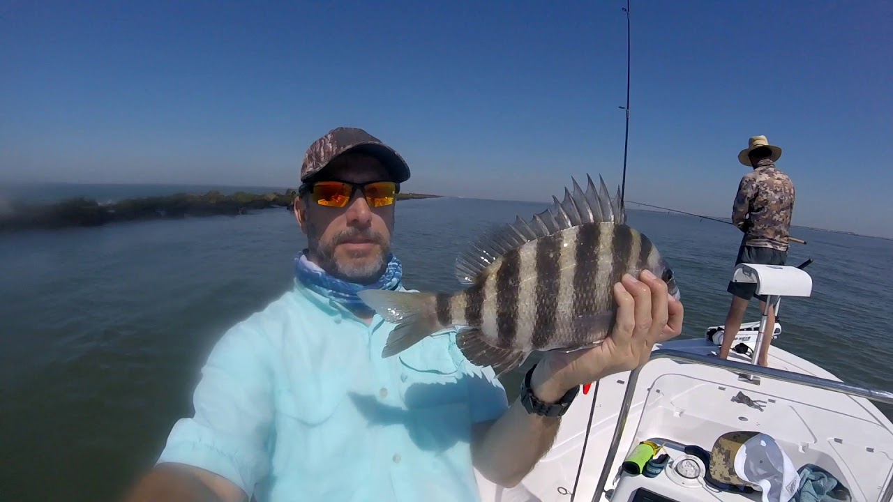 Sheephead at the Jettys