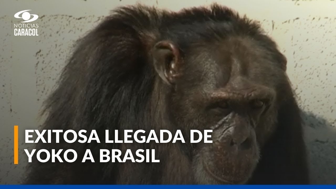 Así vive Yoko sus primeros días en un santuario en Brasil
