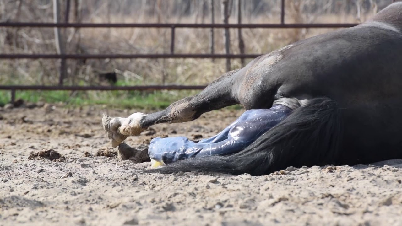 Actin foaling May 6 2018
