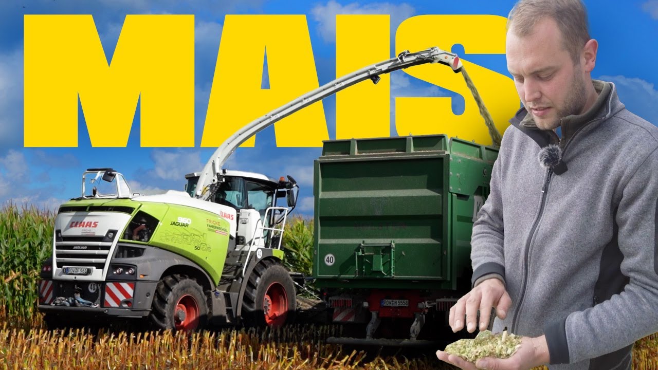 Maisfieber: Alle haben Bock auf diesen harten Job