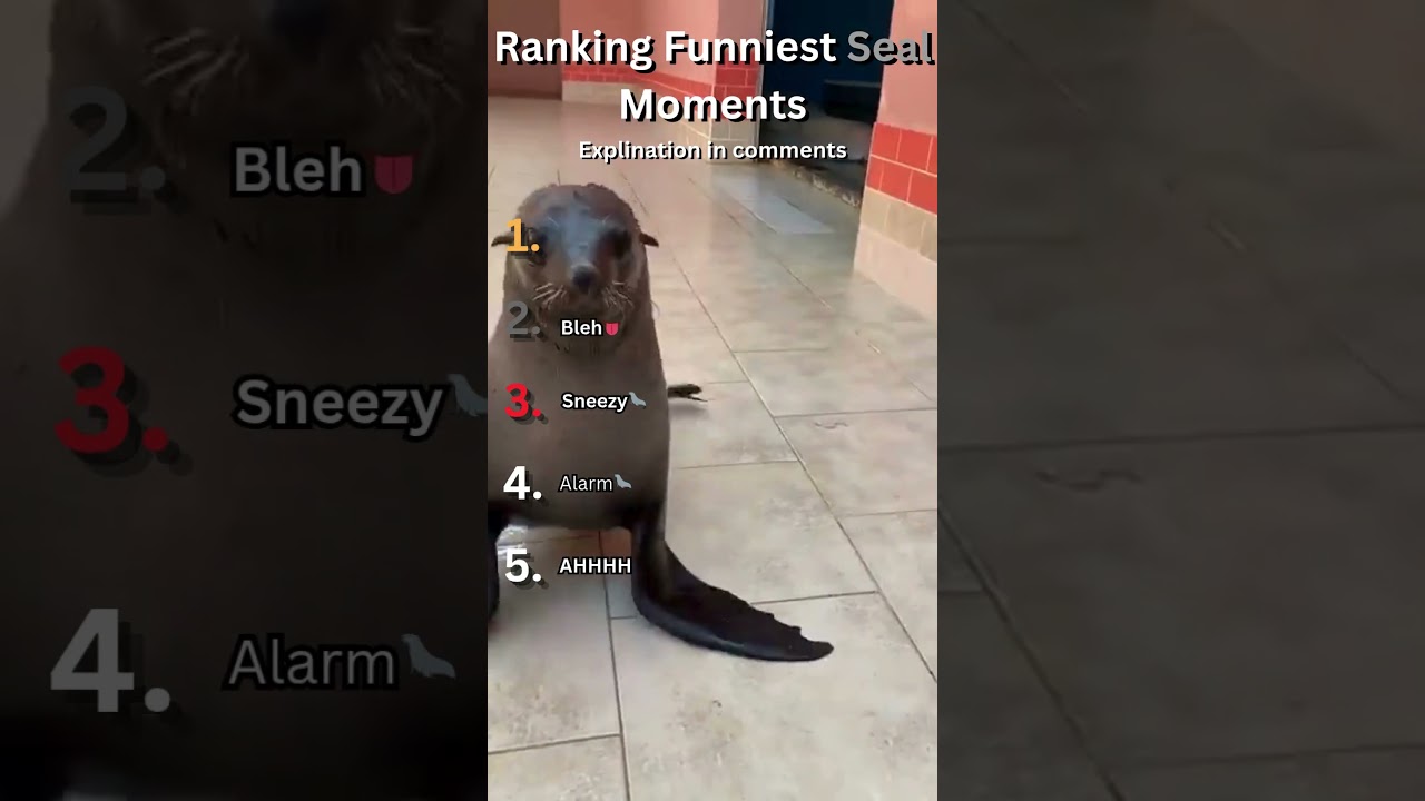 Ranking Funniest Seal moments... Subscribe please