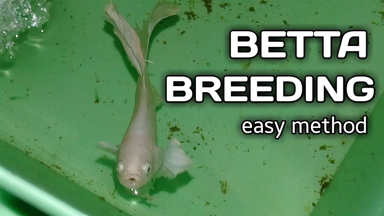 successfully BREED BETTA | very easy method of breeding (tagalog w/ eng sub) hendrix backyard