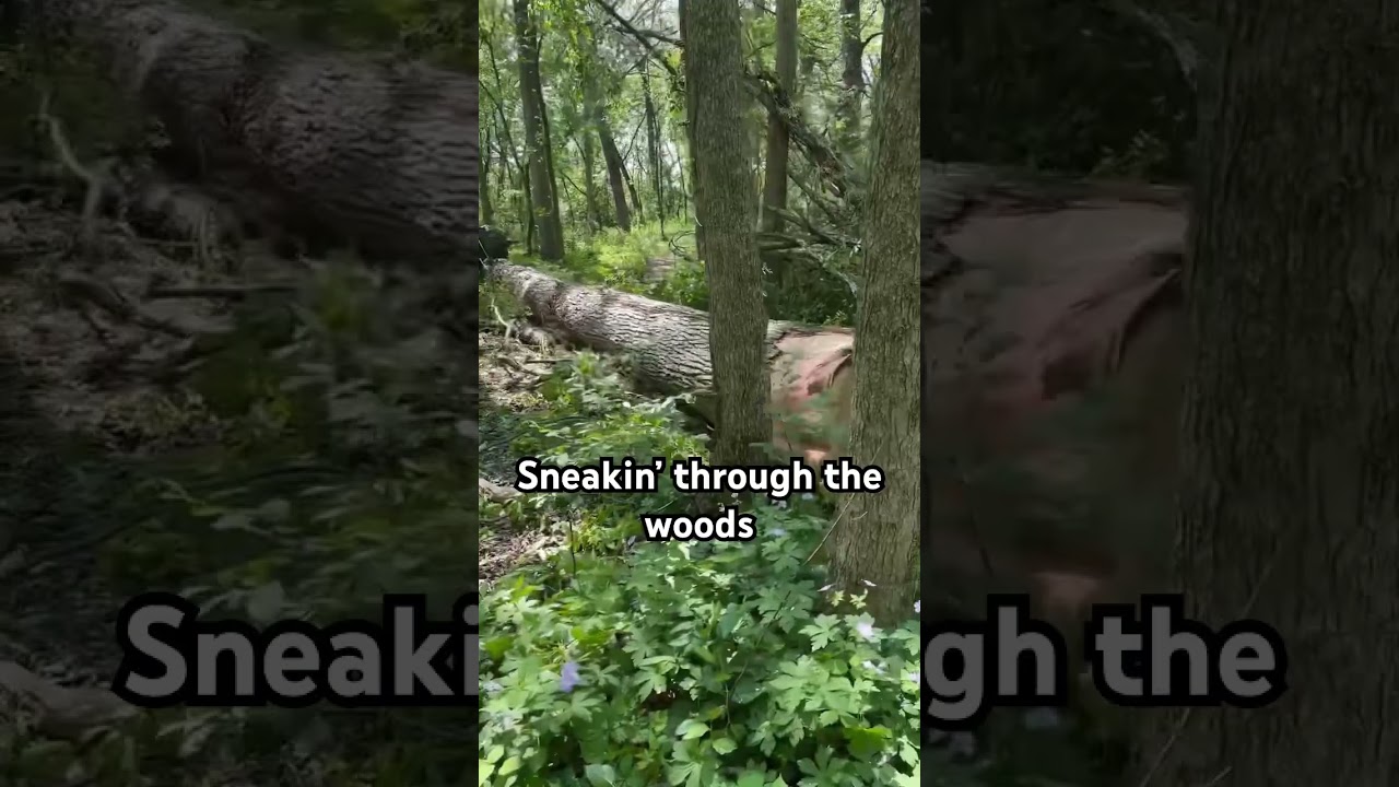 How Long Was This White Oak!? 😱 #forest #chainsawman #johndeere #skidder #oak #timber #walnut