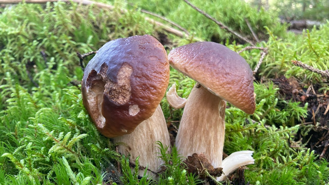 Picking boletus edulis from Finland's forest (outside Helsinki area) #funghi #herkkutatti 
