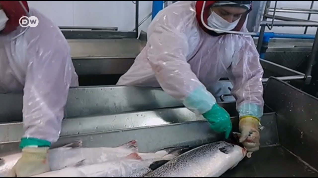 La cara sucia del salmón chileno