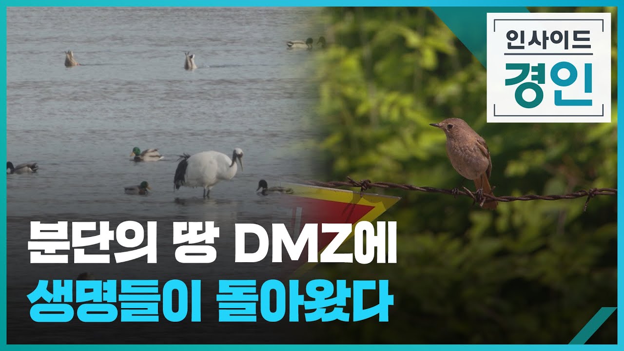 DMZ의 생태&middot;문화적 가치는&hellip; [인사이드 경인] / KBS  2023.02.23.