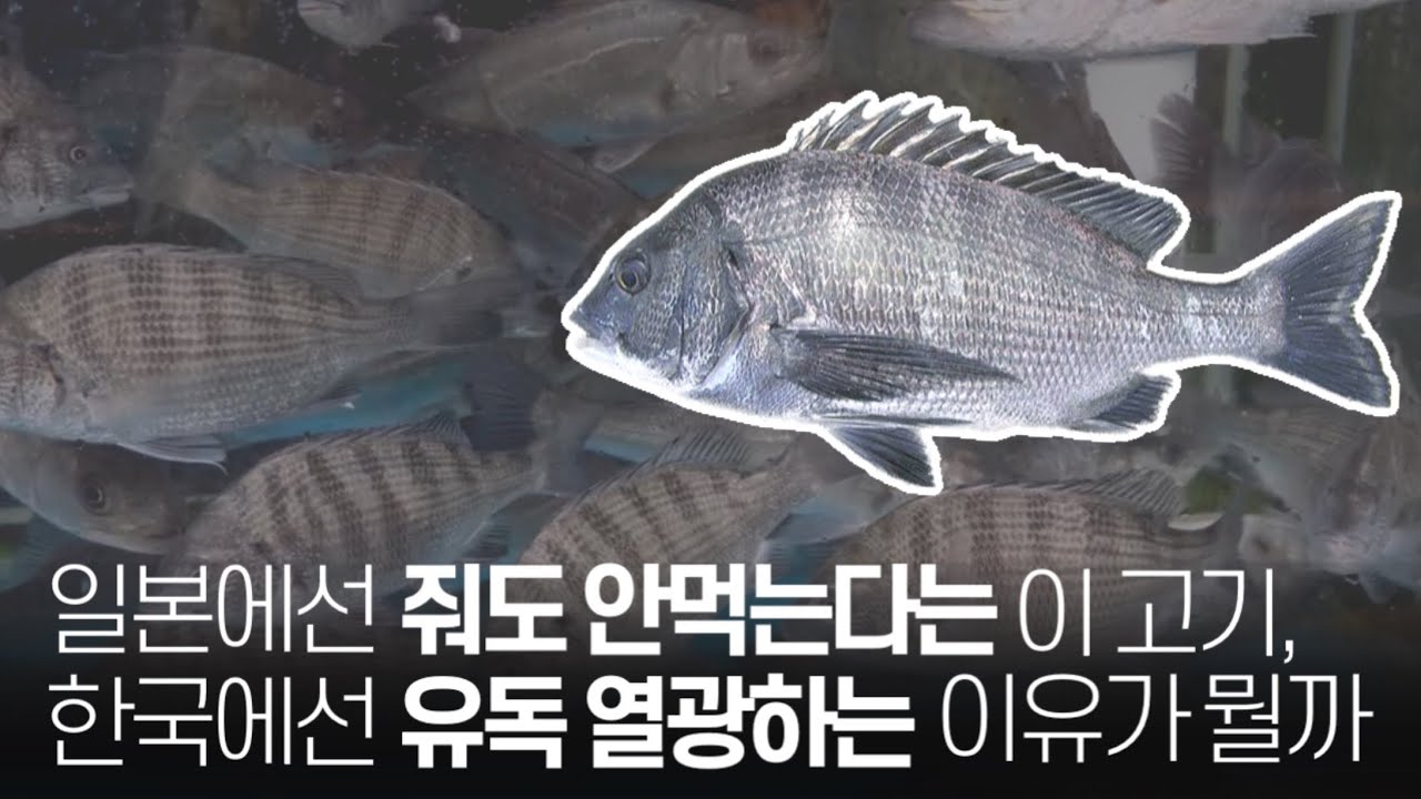 미식가와 낚시꾼들의 로망인 이 생선이 일본에선 &lsquo;더러운 똥고기&rsquo;라고?