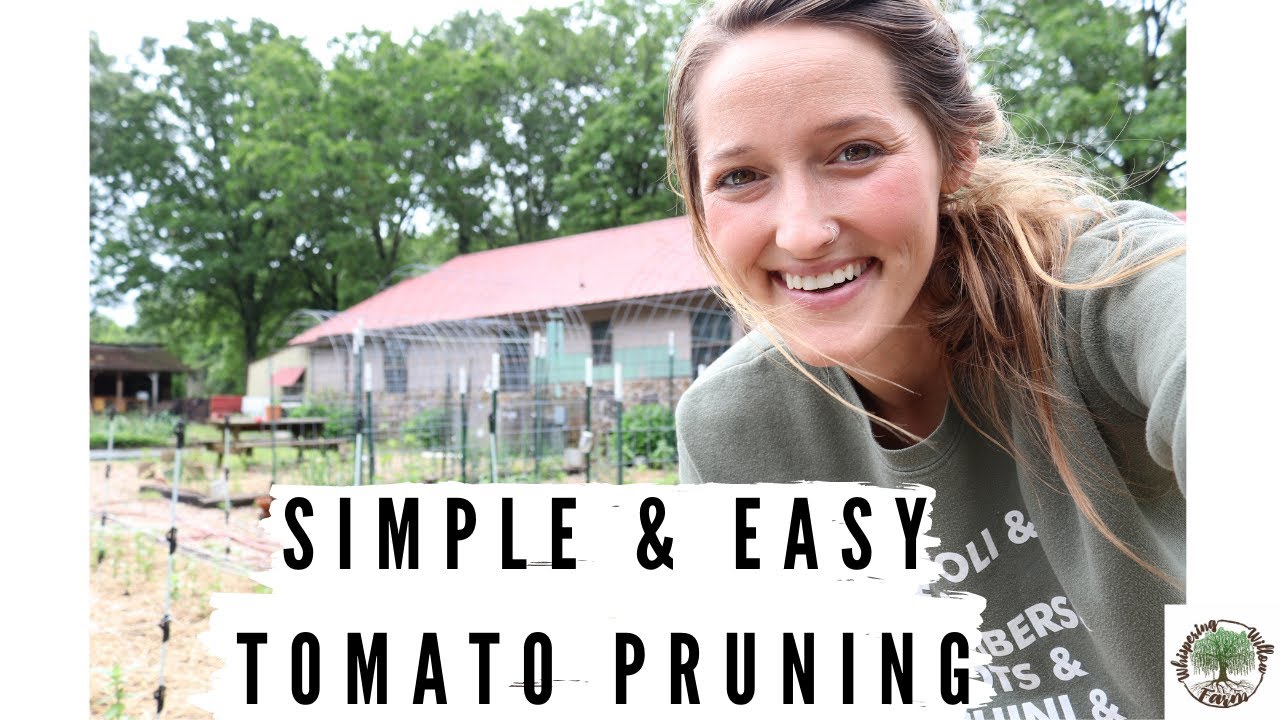 Simple & Easy Tomato Pruning |VLOG|Whispering Willow Farm