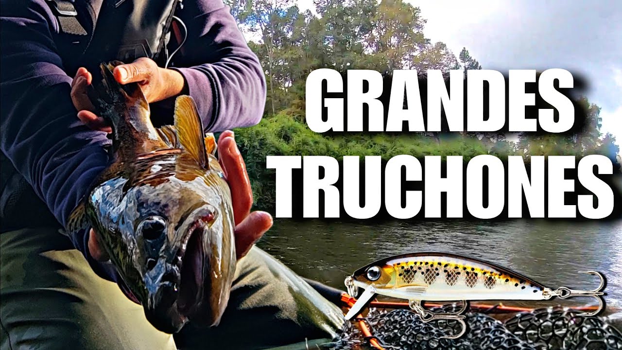 PESCA de Grandes TRUCHONES con Equipo UL // #fishing #trout  #fish #flandesmanaventura