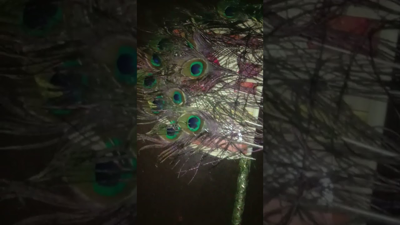 peacock feather fan🦃✨