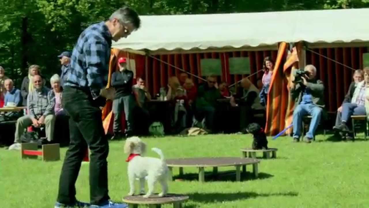 Wolfgang Steffens Hunde 15 05 10 Wandertag 2015