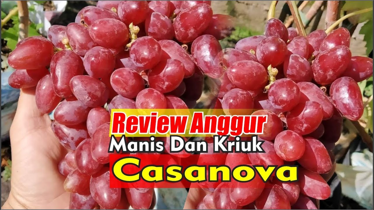 Обзор вина Casanova