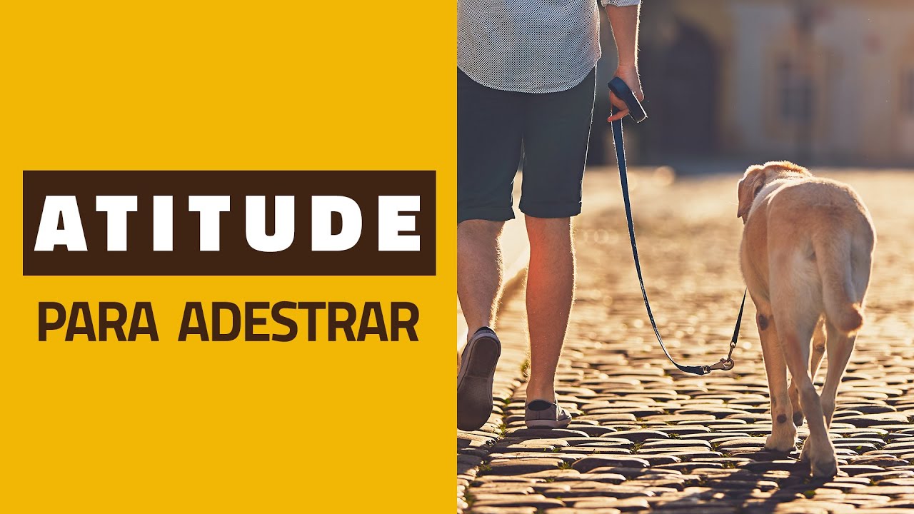 ATITUDE CORRETA para adestrar seu cachorro!