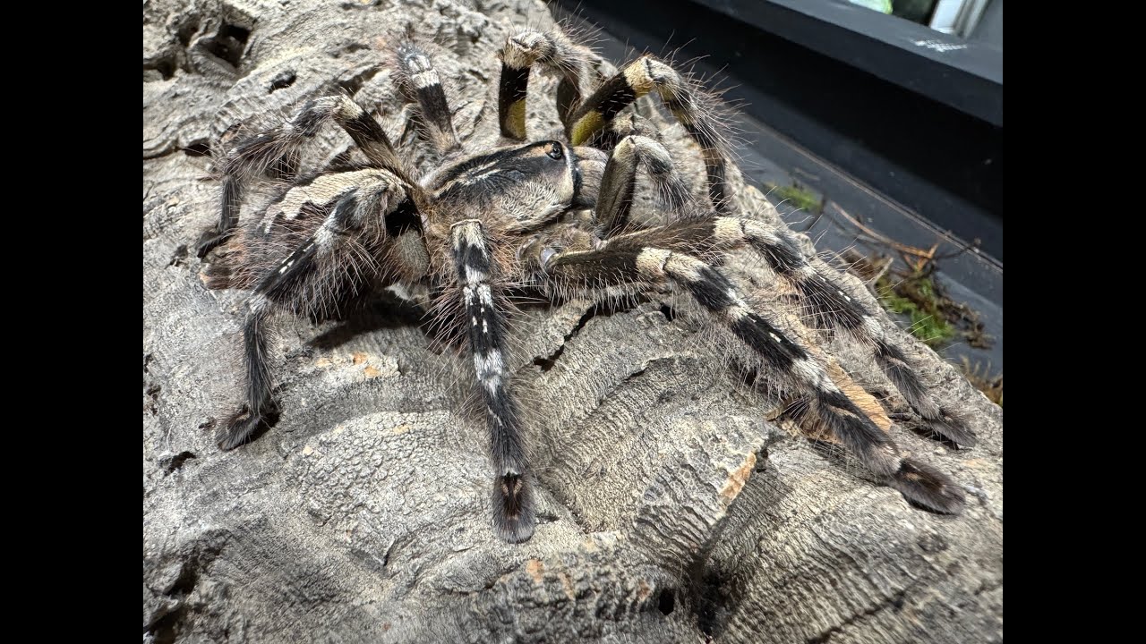 Poecilotheria ornata, Бахромчатая декоративная вермишель