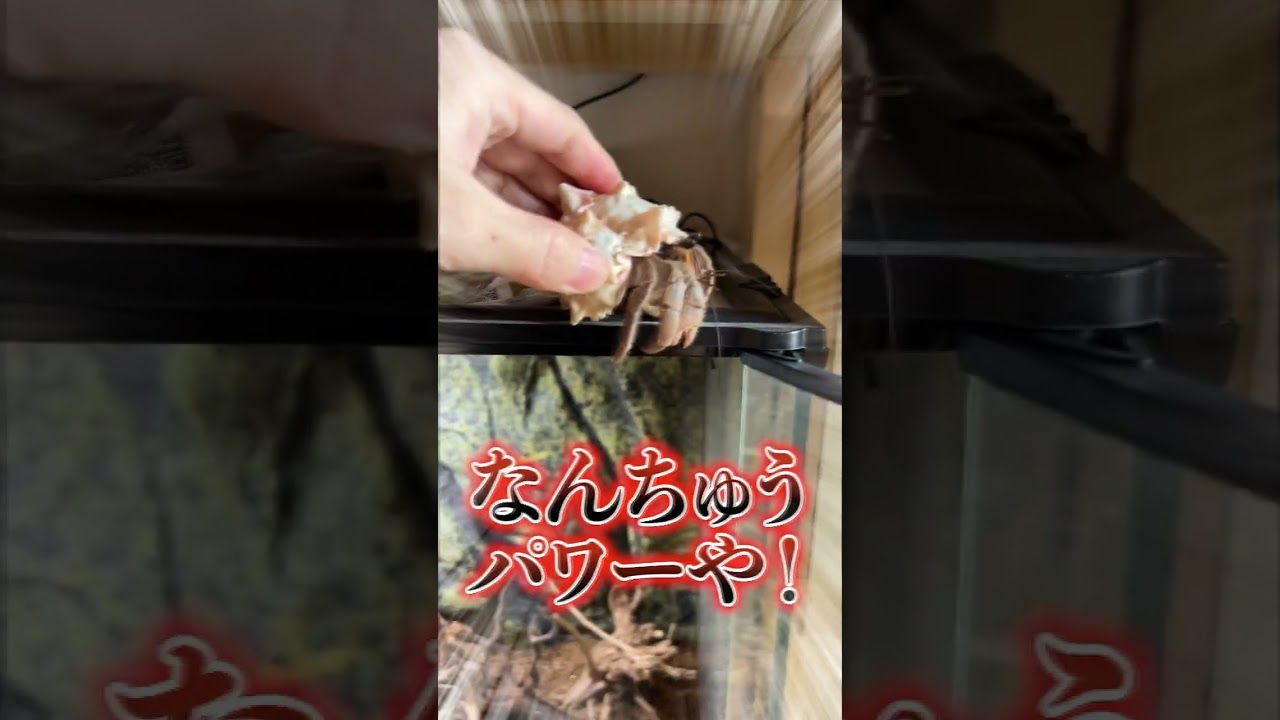 ヤドカリの機動力が凄すぎる！ #オカヤドカリ #ヤドカリ #shorts #ふじぴこ #reptiles #hermitcrab #アクアリウム #animals