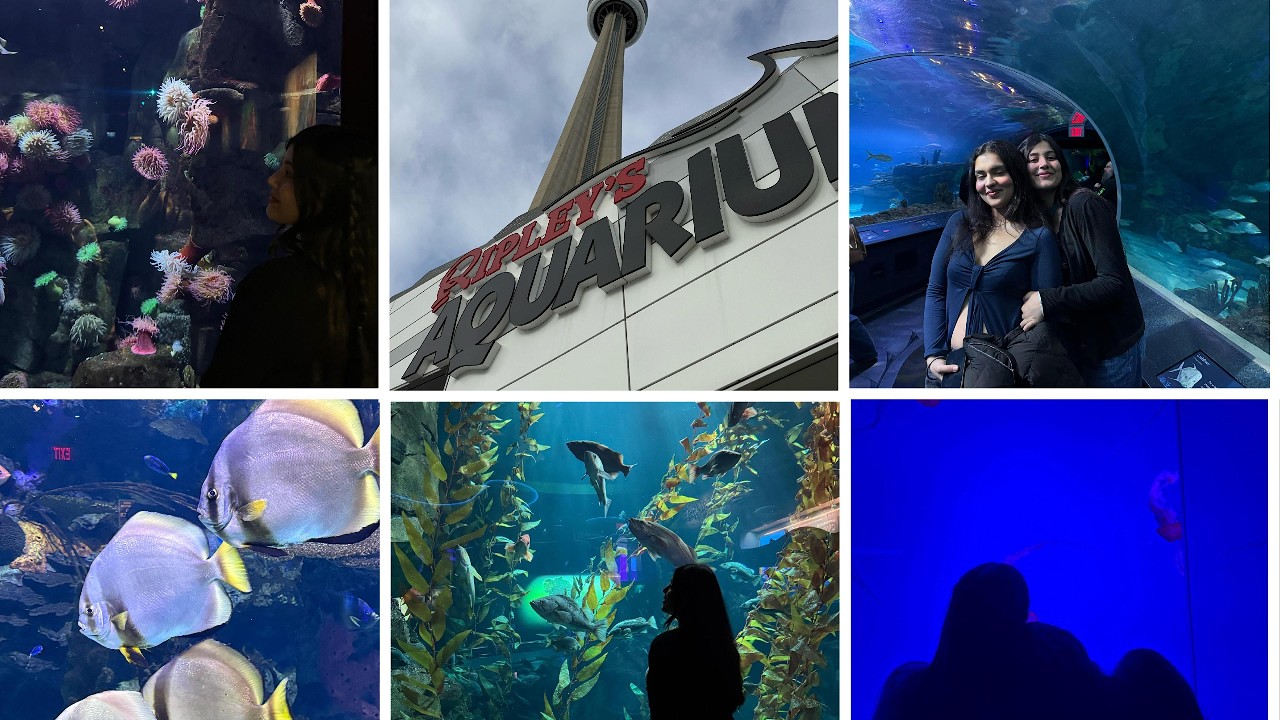 a day trip to canada's biggest aqaurium!