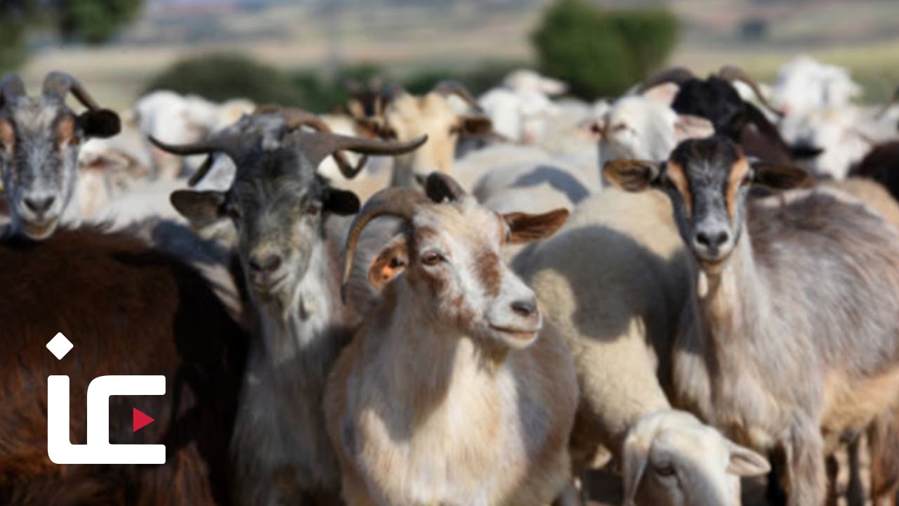 What is Qurbani?