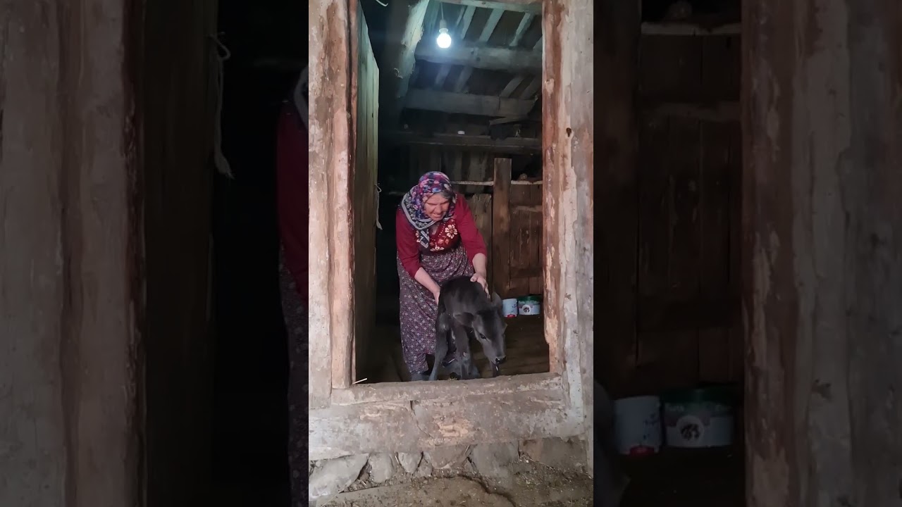 Bir Köy Belgeseli Çamlıderenin Çukurören Köyünde yaşayan Asiye deyze ,Fazlı abcanın Gündelik işleri