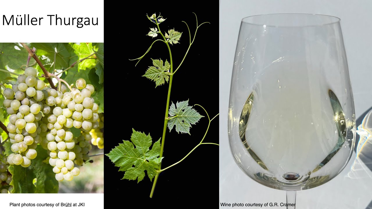 Grape Variety #37: Müller Thurgau