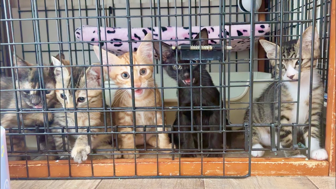 譲渡会前日 朝のご挨拶が元気すぎる子猫【ラプ保護物語】Kittens with energetic morning greetings.