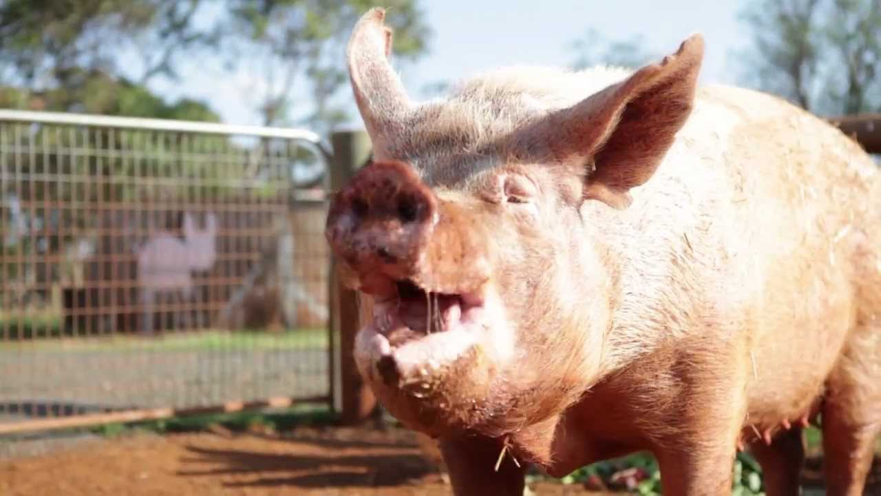 Jingle Pigs... and Cows and Sheep