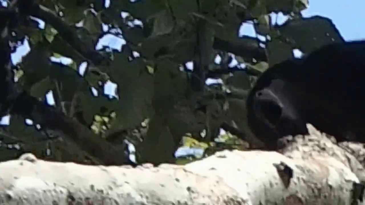 singe hurleur croisé à l'hôtel près du site maya calakmul MEXIQUE