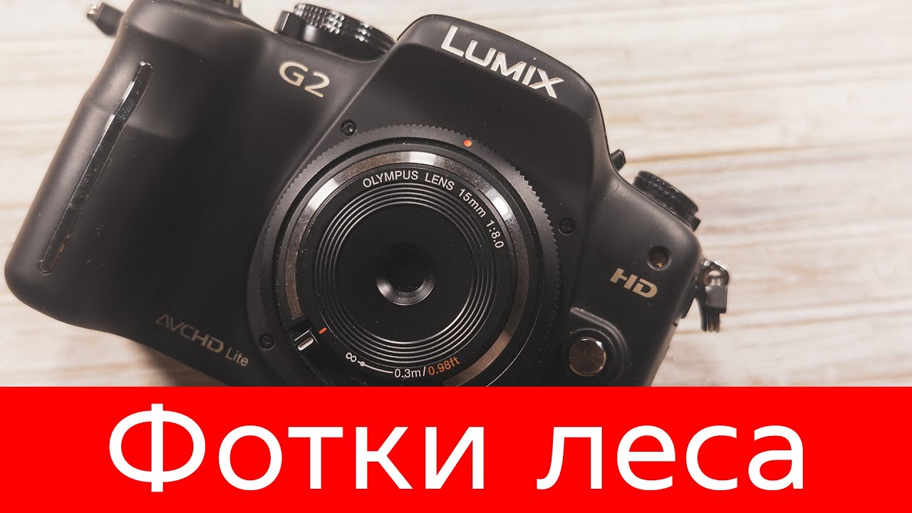 Фотопрогулка по лесу, в последний день осени