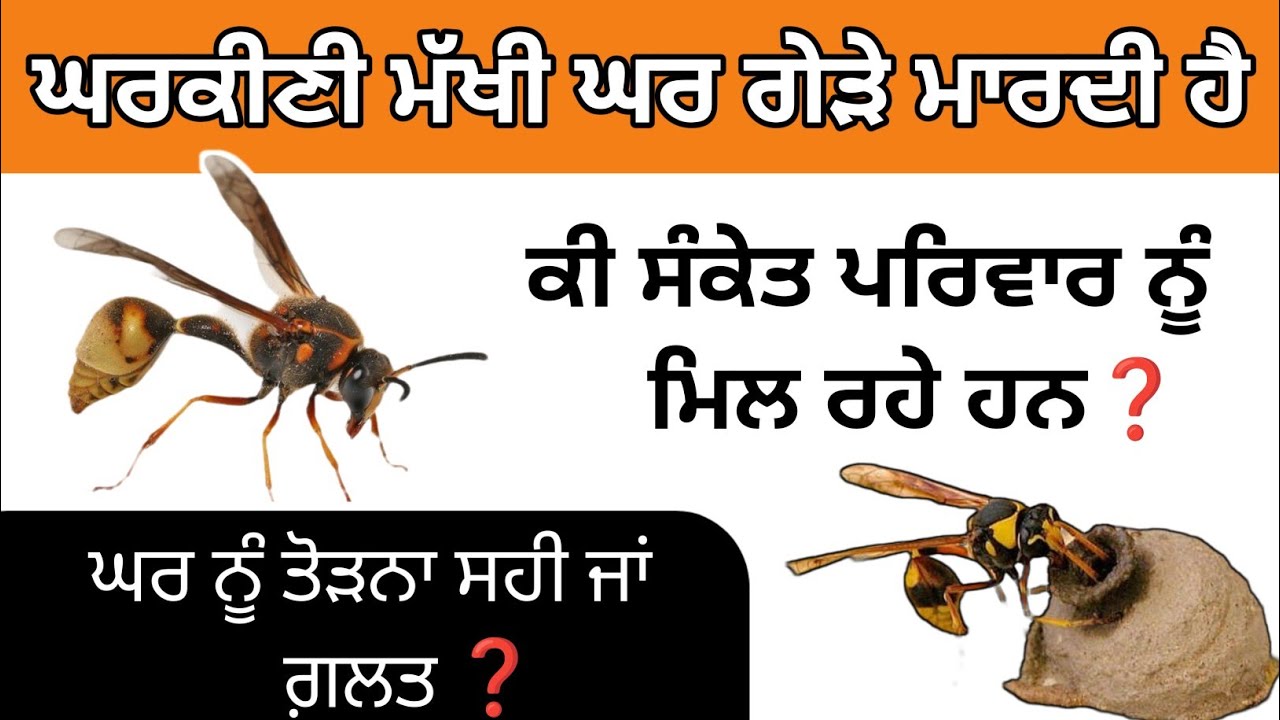 ਘਰਕੀਣੀ ਮੱਖੀ ਘਰ ਗੇੜੇ ਮਾਰਦੀ ਹੈ ਕੀ ਸੰਕੇਤ  ਮਿਲਦੇ ਹਨ ਘਰ ਨੂੰ ਤੋੜਨਾ ਸਹੀ ਜਾਂ ਗ਼ਲਤ #gurmatvichaar #gurbani
