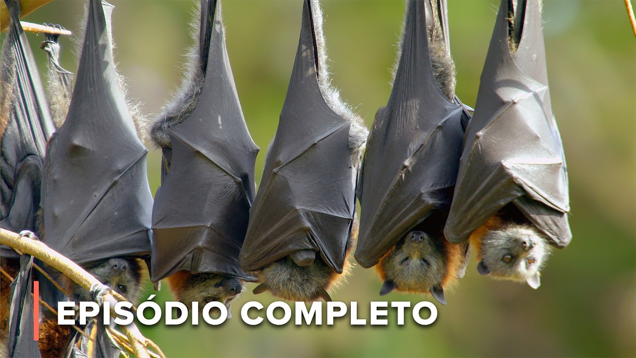 O maior morcego do mundo | Segredos da Austrália Selvagem 104