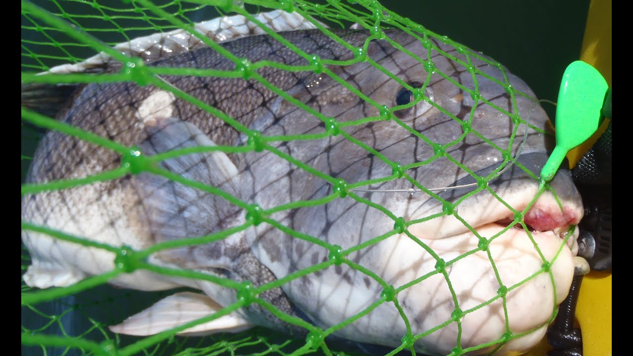 How to Catch Blackfish on Jigs