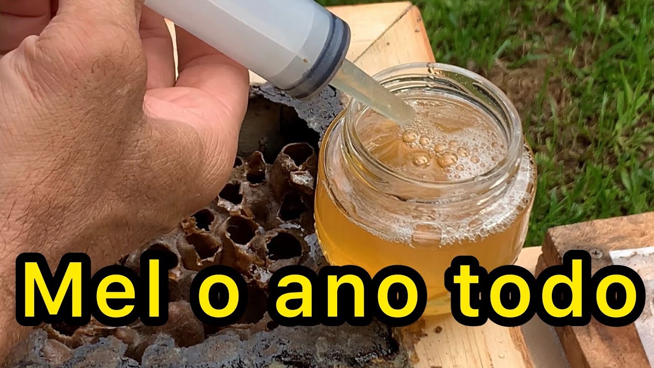 Mel de abelha manda&ccedil;aias